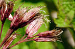 Coastal plain joe pye weed